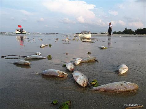 魚死掉|死了魚怎麼處理遺體，魚死了怎麼辦